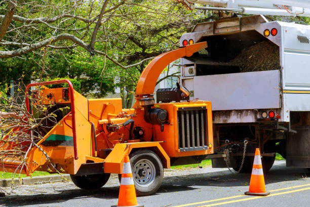 How Our Tree Care Process Works  in  Darrington, WA