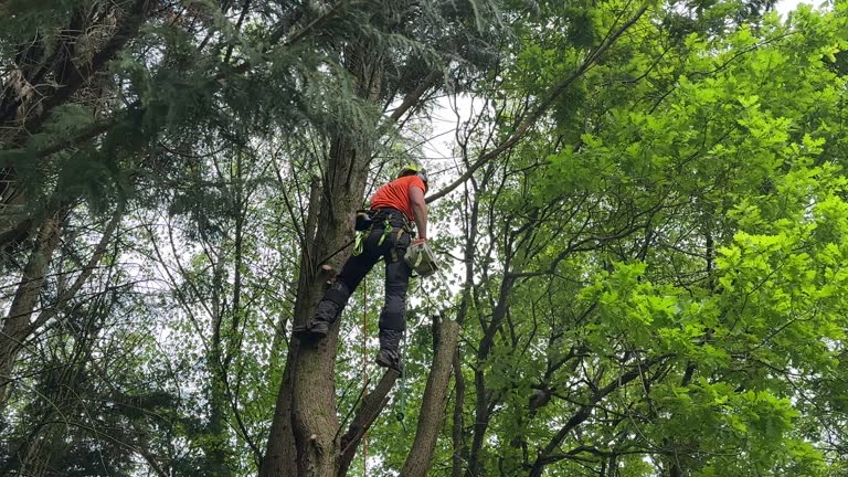 Trusted Darrington, WA Tree Services Experts